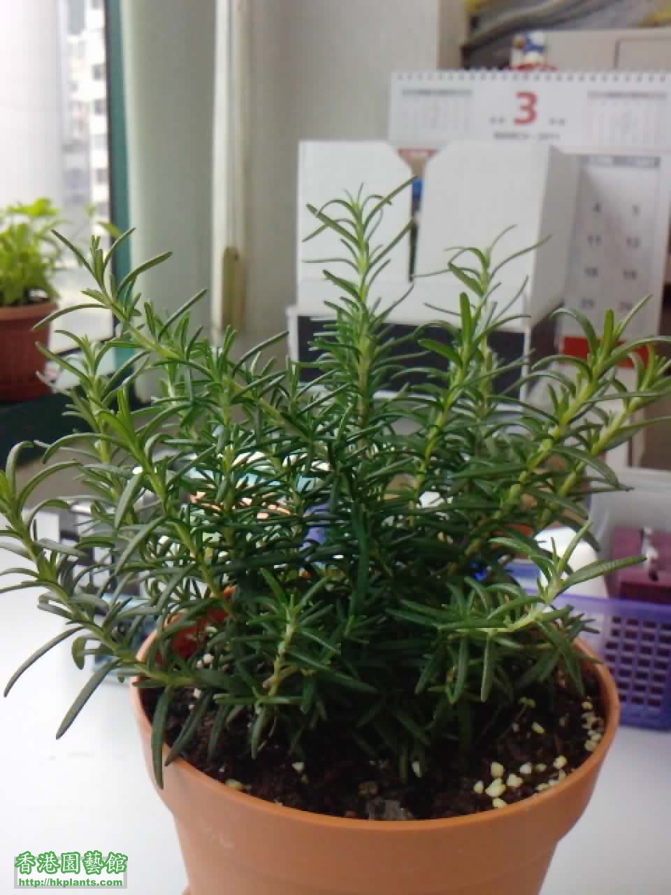 大rosemary