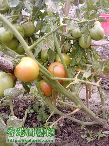 tomato真系重,可以令到主幹都撑唔到.好犀利!