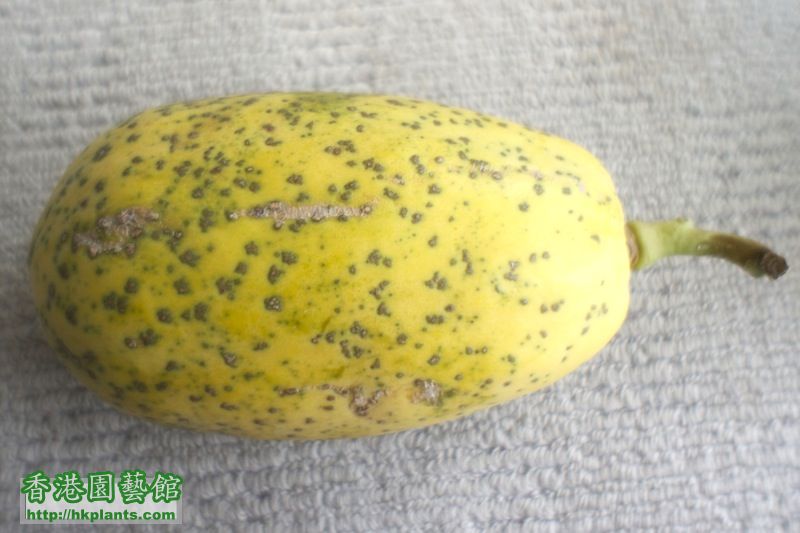 1st Papaya back - March 11