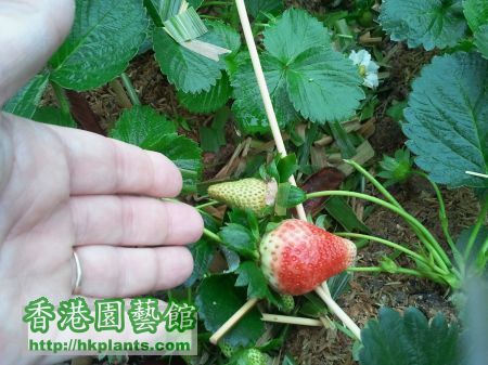 草莓第二代