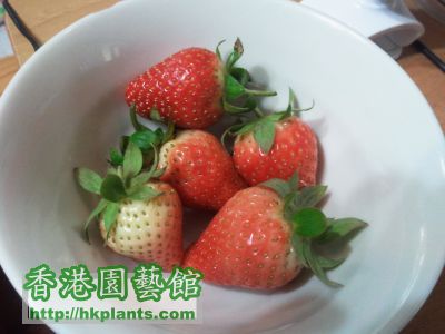 又有草莓食啦！
