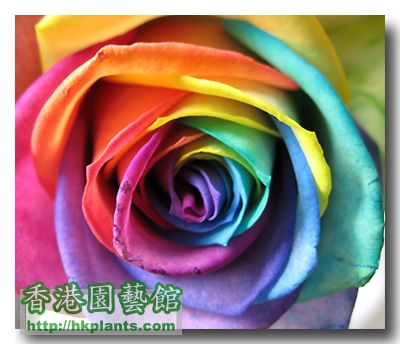 Rainbow-Rose04.jpg