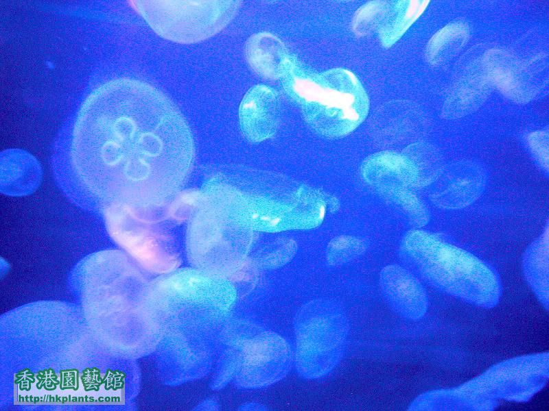 Jellyfish UBP Light.jpg