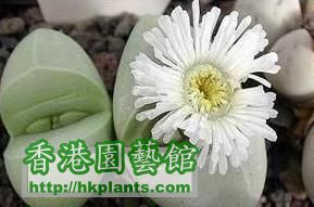 銀葉花屬混合種子
