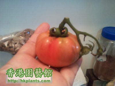 第一個大番茄
