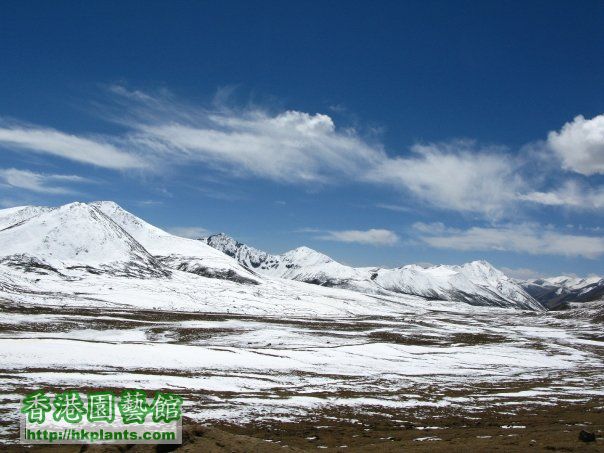 西藏的江南- 林芝02.jpg