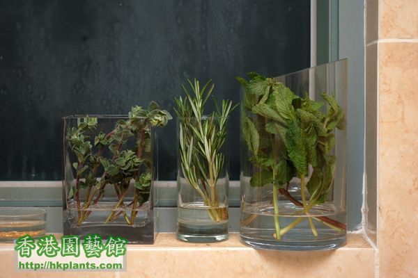 Herb cuttings in water.jpg