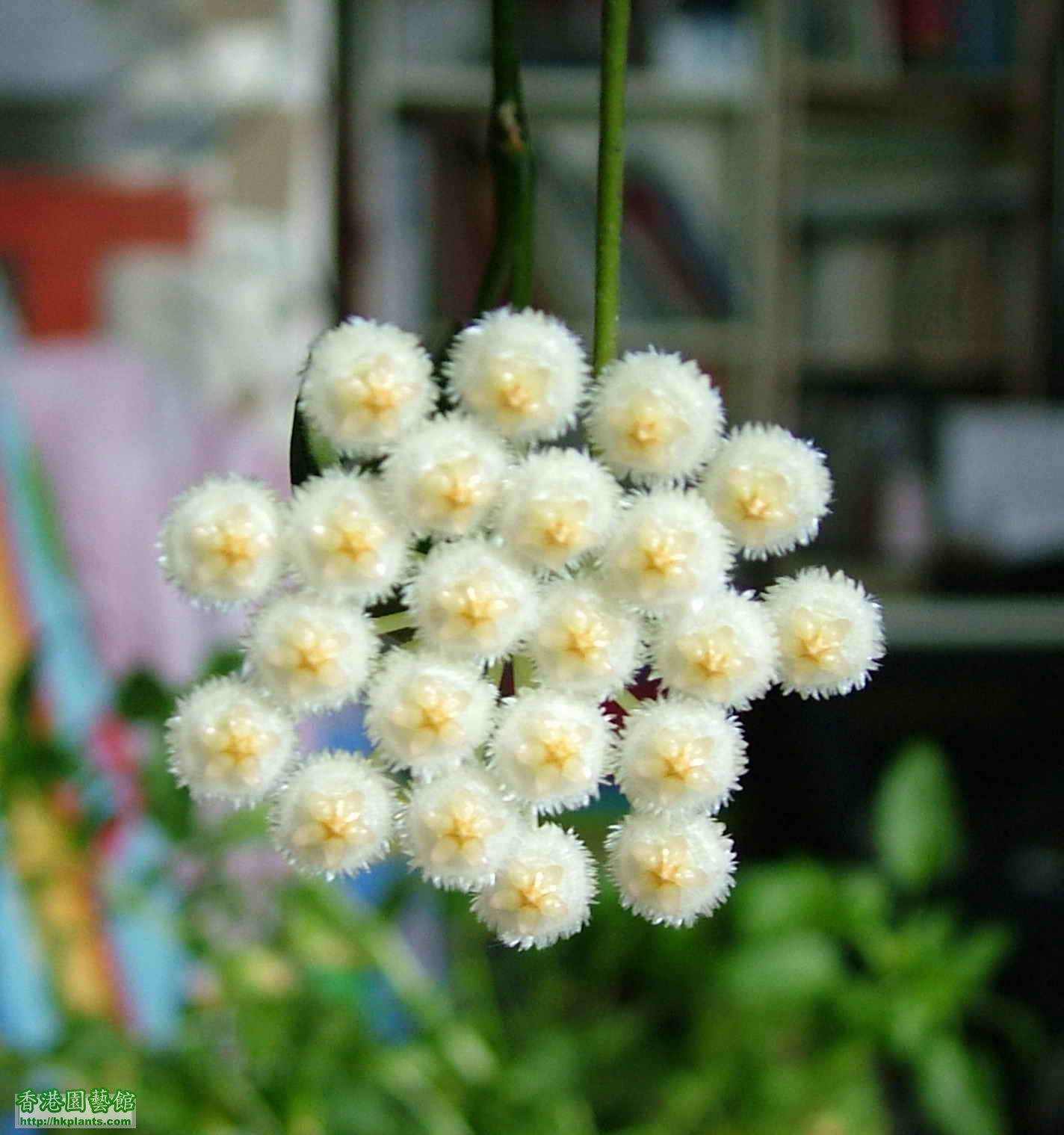 開花照(30/4/2011)