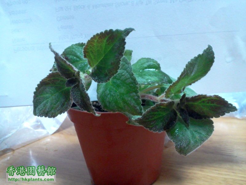 Kohleria Maki 