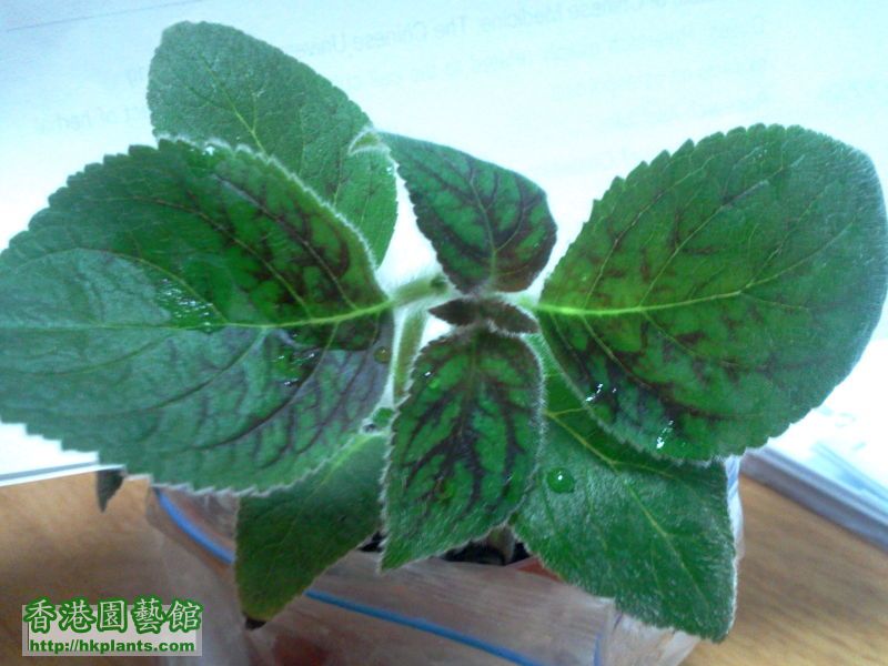 Kohleria Peridot's Palenque 