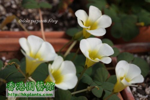 Purpurea Ivory 2010 11 14.jpg