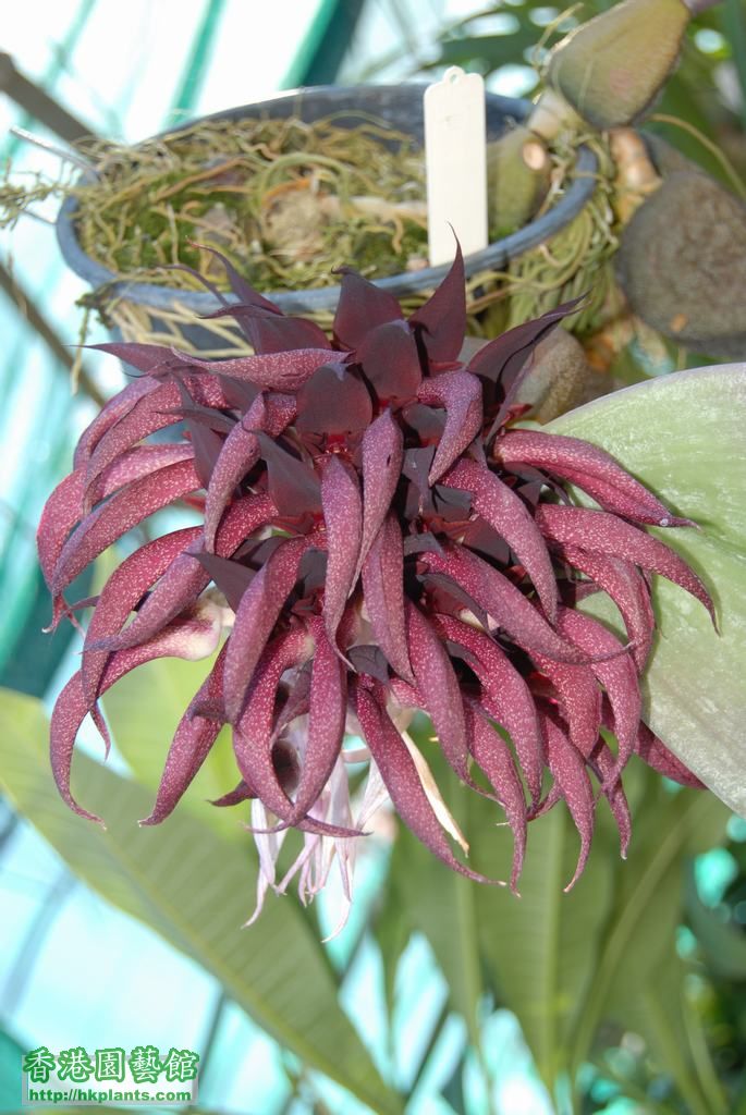 2011-08-05 Flowering 109.JPG