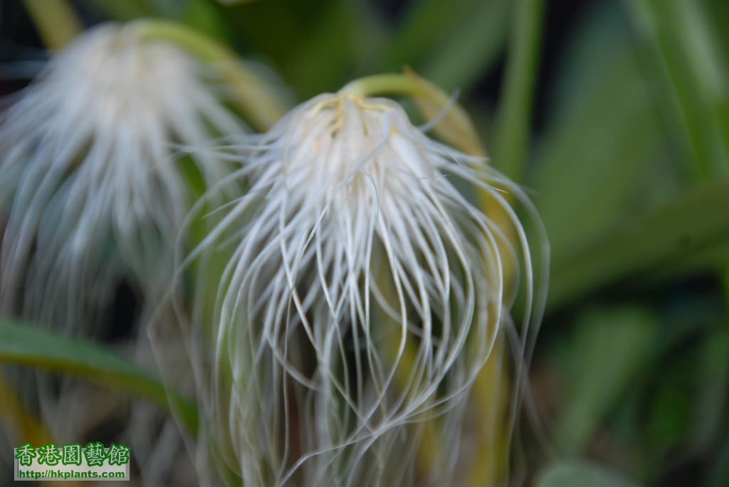 2011-08-05 Flowering 039.JPG