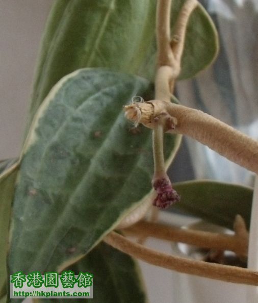 Hoya_macrophylla01.JPG