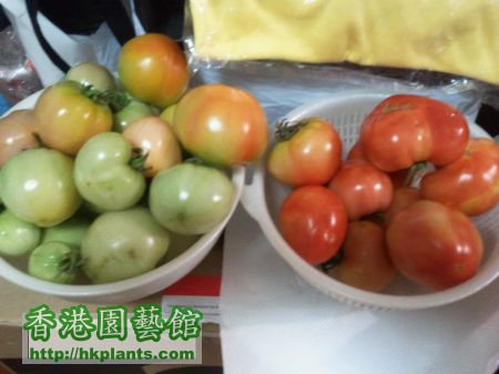 2011-05-21 Tomato.jpg