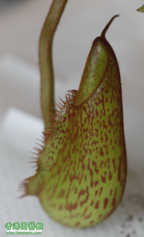 Nepenthes (veitchii x lowii) x spectabilis 結籠中