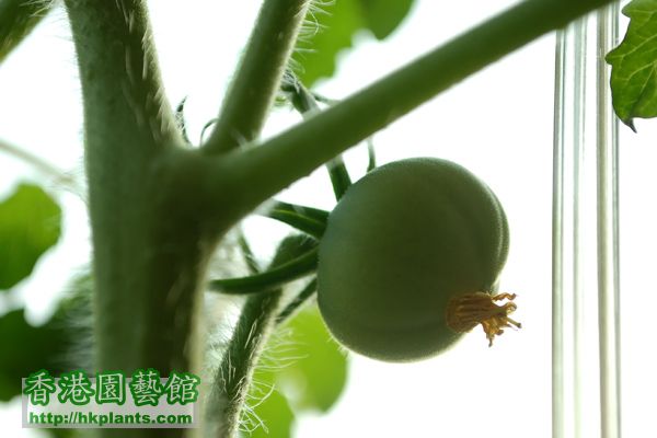 Indoor tomato 26-5-11 02.jpg