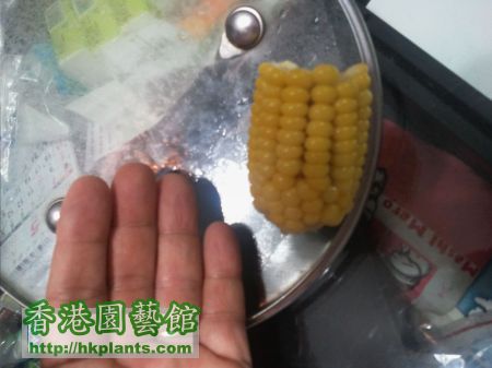 2011-05-24 corn-0ne-third.jpg