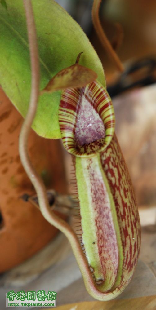 Nepenthes (veitchii x lowii) x spectabilis 新籠
