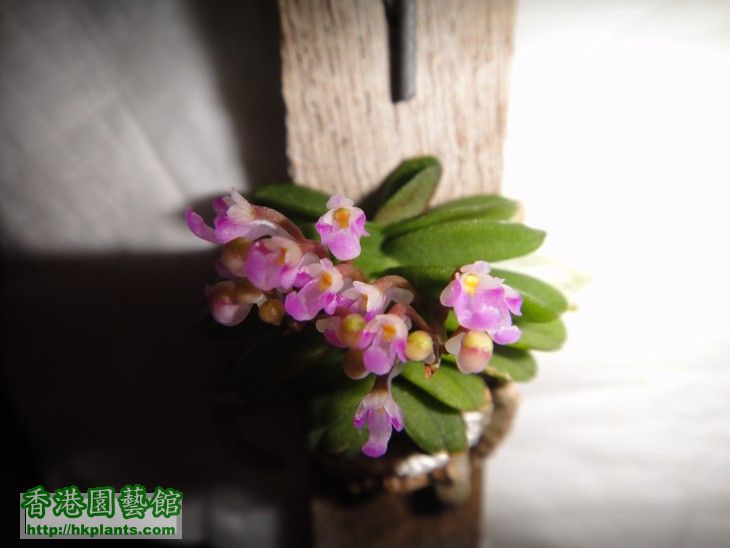 Schoenorchis fragrans-a.jpg