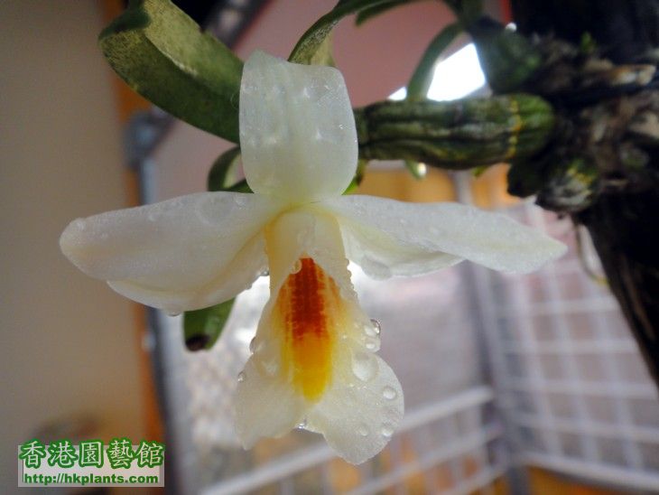 Dendrobium christyanum-a.jpg