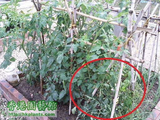 tomato (3).jpg