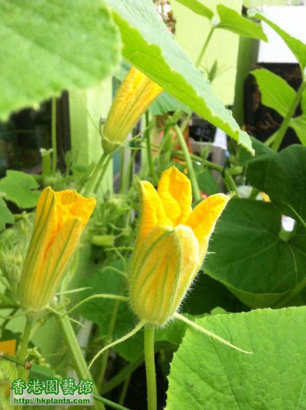 Pumpkin only have son flowers and no girl flower.