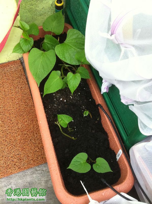 sweet potato grow every fast