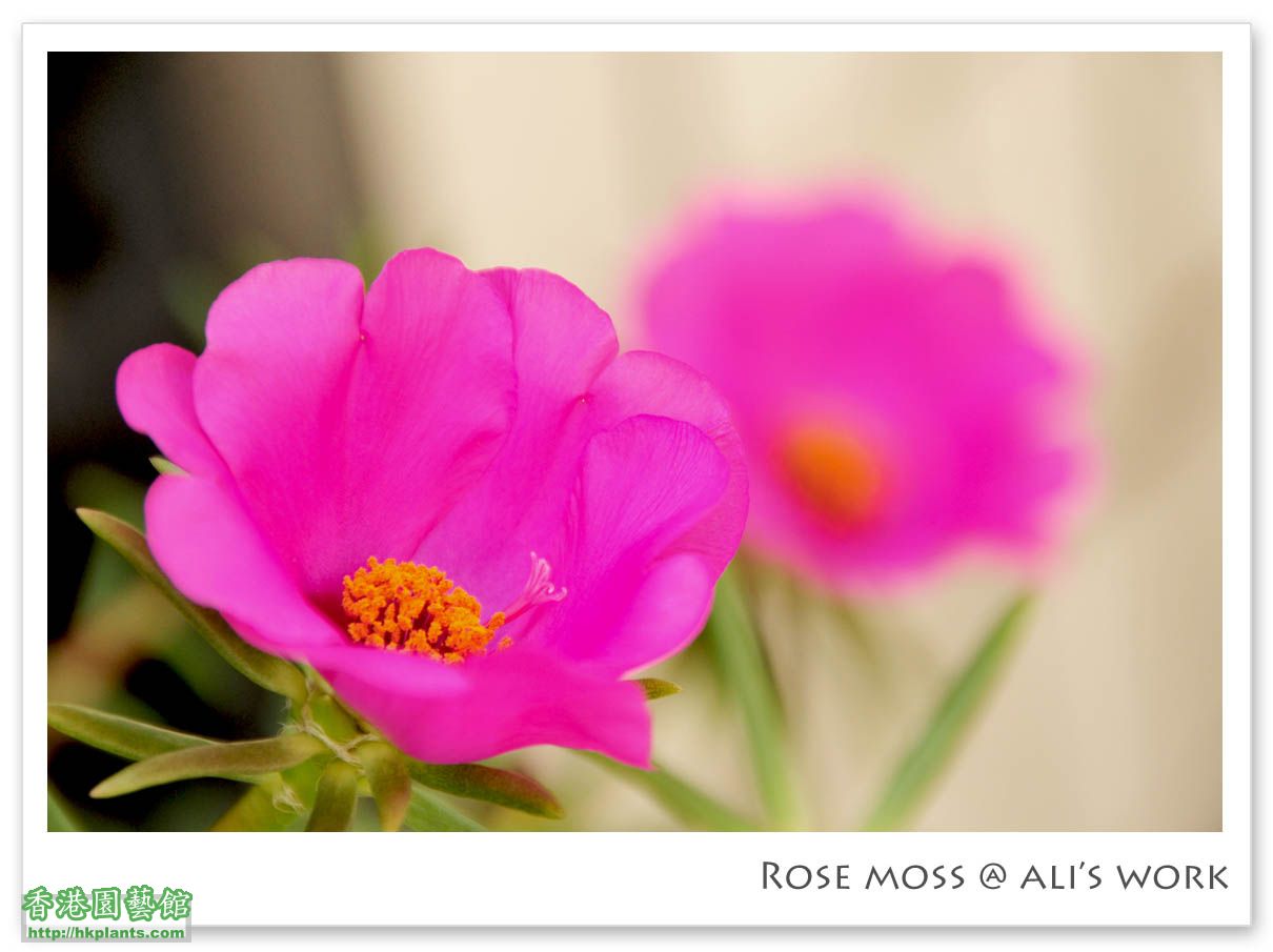 Rose moss1.jpg