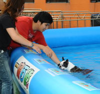 夏日Fun Fun Show 小型犬游泳比賽 ( PETMAX )  http://hk.myblog.yahoo.com/carlong2002/article?mid=79732 ...