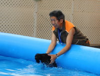 夏日Fun Fun Show 小型犬游泳比賽 ( PETMAX )  http://hk.myblog.yahoo.com/carlong2002/article?mid=79732 ...