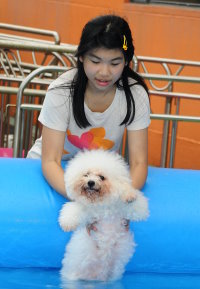 夏日Fun Fun Show 小型犬游泳比賽 ( PETMAX )  http://hk.myblog.yahoo.com/carlong2002/article?mid=79732 ...