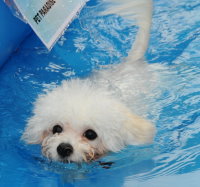 夏日Fun Fun Show 小型犬游泳比賽 ( PETMAX )  http://hk.myblog.yahoo.com/carlong2002/article?mid=79732 ...