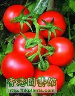 粉麗人番茄種子.jpg