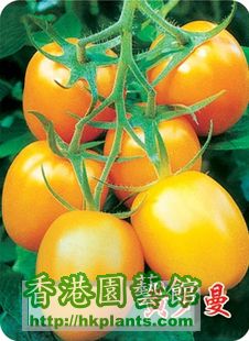 黃串番茄種子.jpg