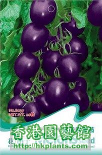 紫聖果番茄種子