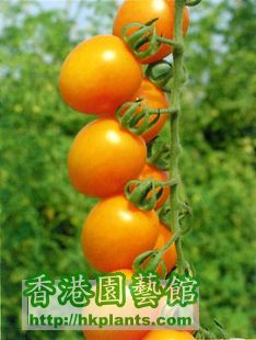 有機黃橙櫻桃番茄種子