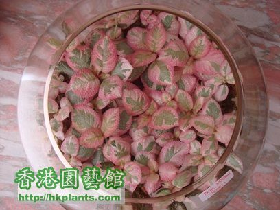 Episcia Pink Dream.jpg