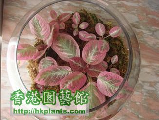 Episcia Pink Satin.jpg