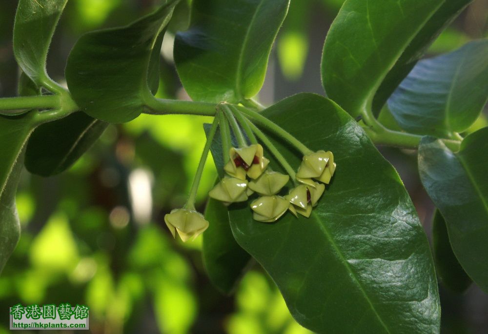 2011-07-27-50-Hoya cumingiana.jpg