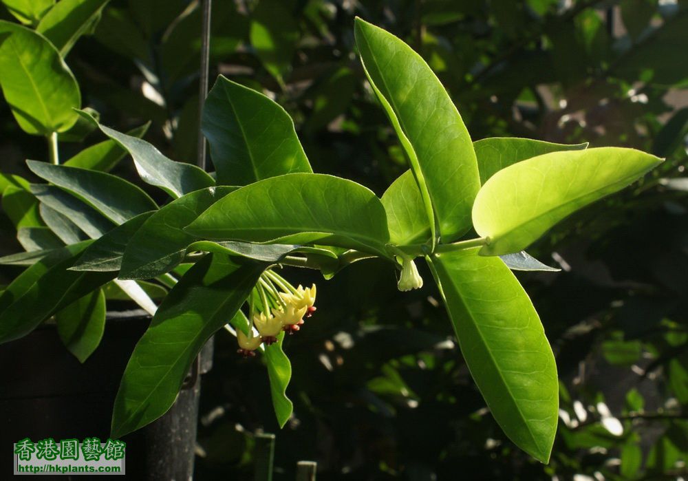 2011-08-03-35-Hoya cumingiana.jpg