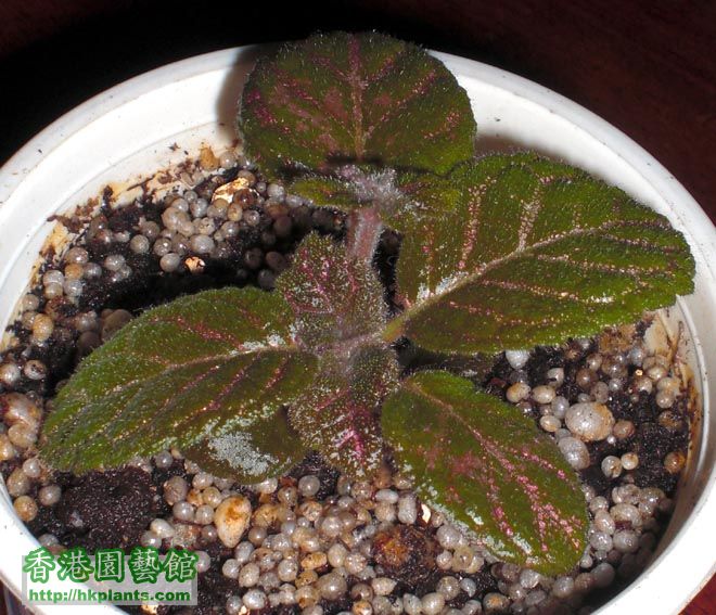 Episcia Kee Wee喜蔭花 2.JPG