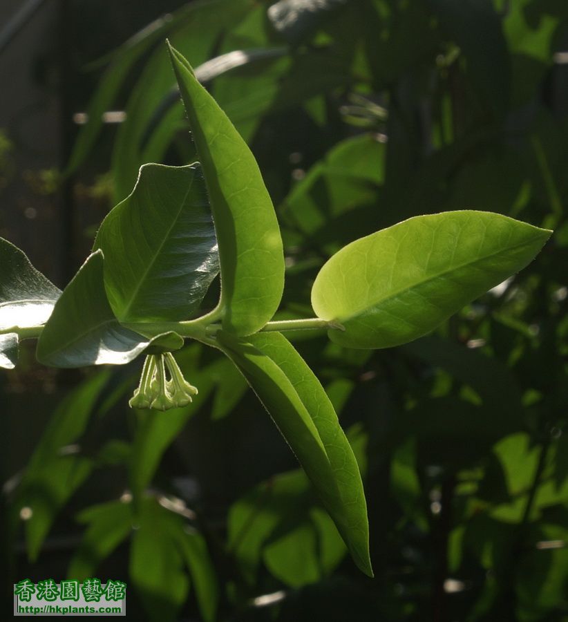 2011-08-07-19-Hoya cumingiana.jpg