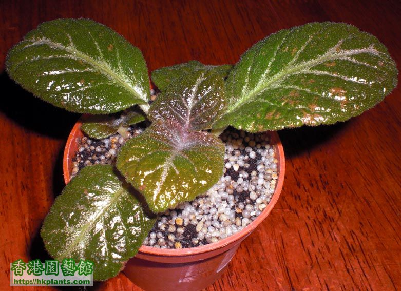 Episcia Lemon tree喜蔭花 2.JPG