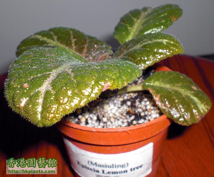 Episcia Lemon tree喜蔭花 3.jpg