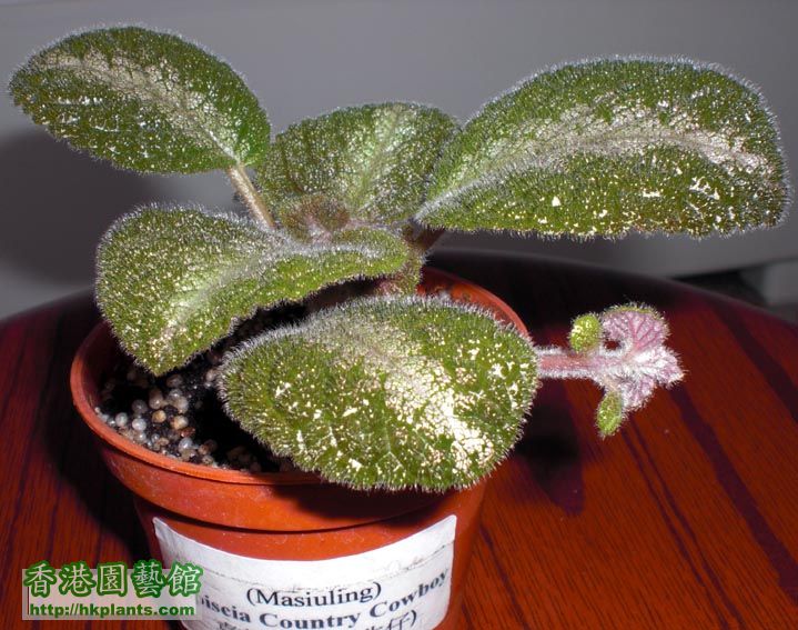 Episcia Country Cowboy喜蔭花(鄉村牛仔) 3.jpg