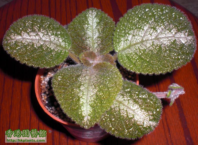 Episcia Country Cowboy喜蔭花(鄉村牛仔) 4.jpg