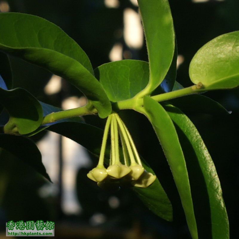 2011-08-13-31K-Hoya cumingiana.jpg