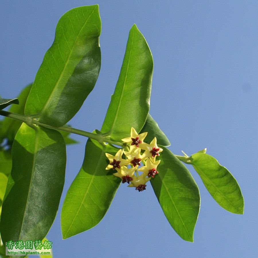 2011-08-16-36K-Hoya cumingiana.jpg