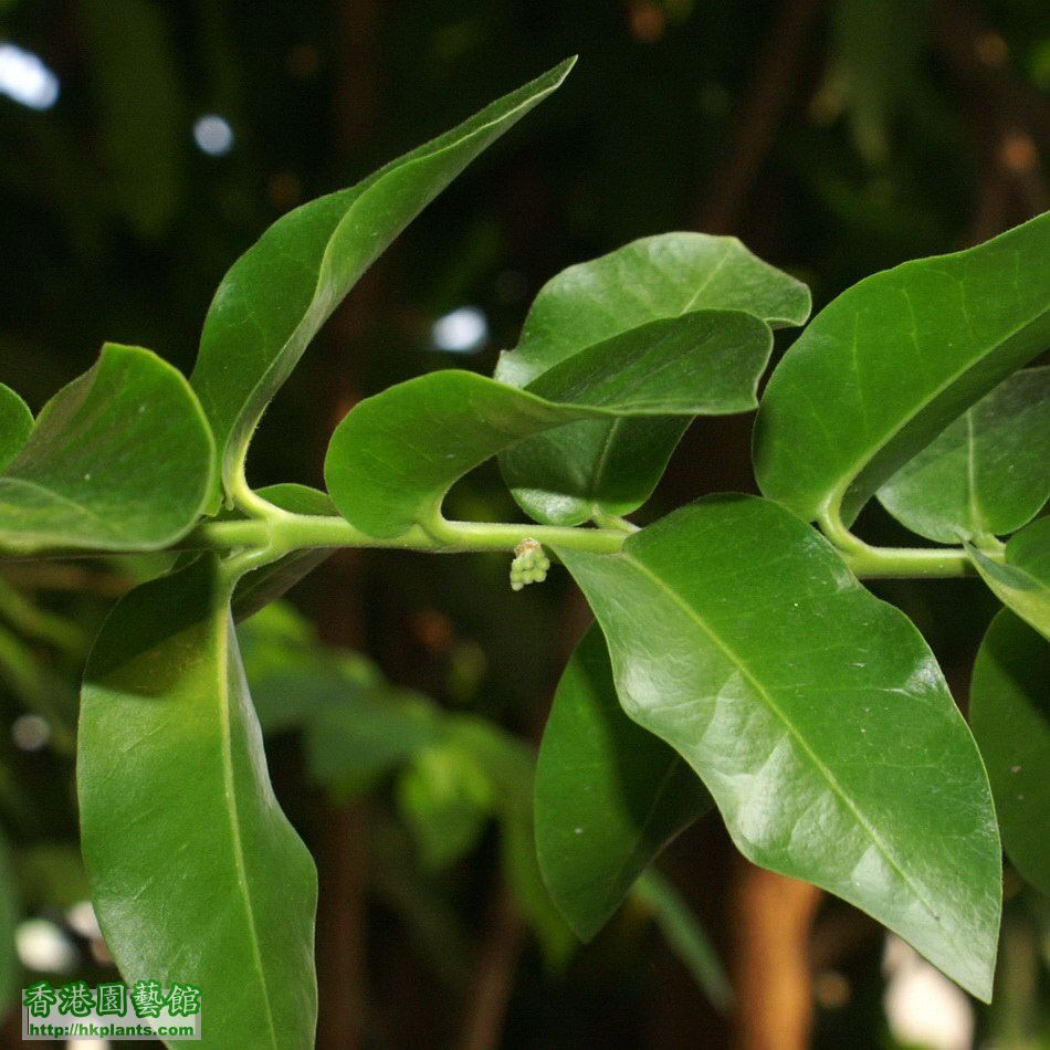 2011-08-30-29-Hoya cumingiana.jpg